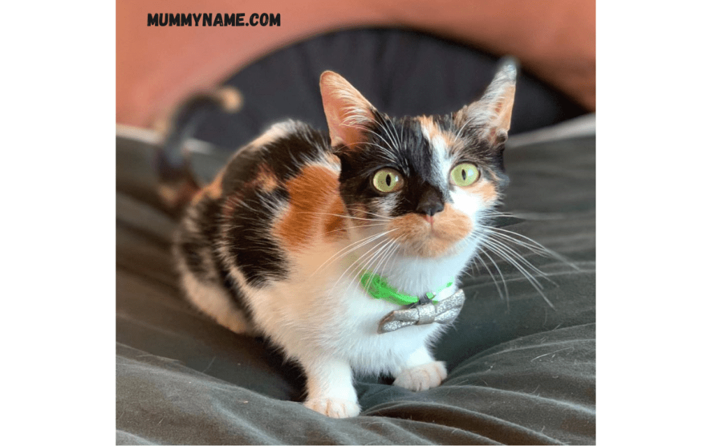 Cute Calico Cat Names 1