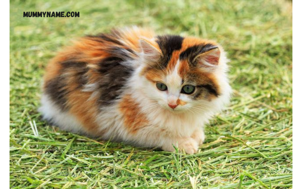 300+ Calico Cat Names For Your Beautiful Kitty - Mummy Name