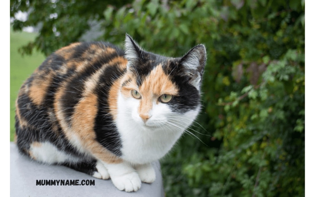 Female Calico Cat Names