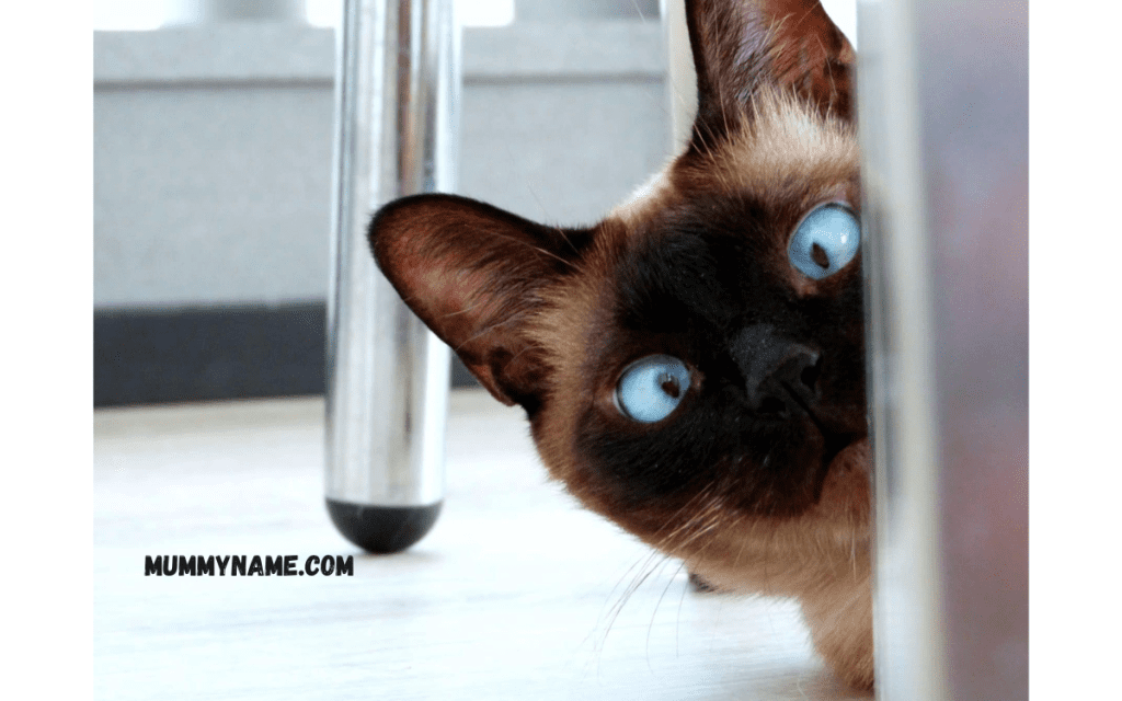 Funny Famous Cat Names