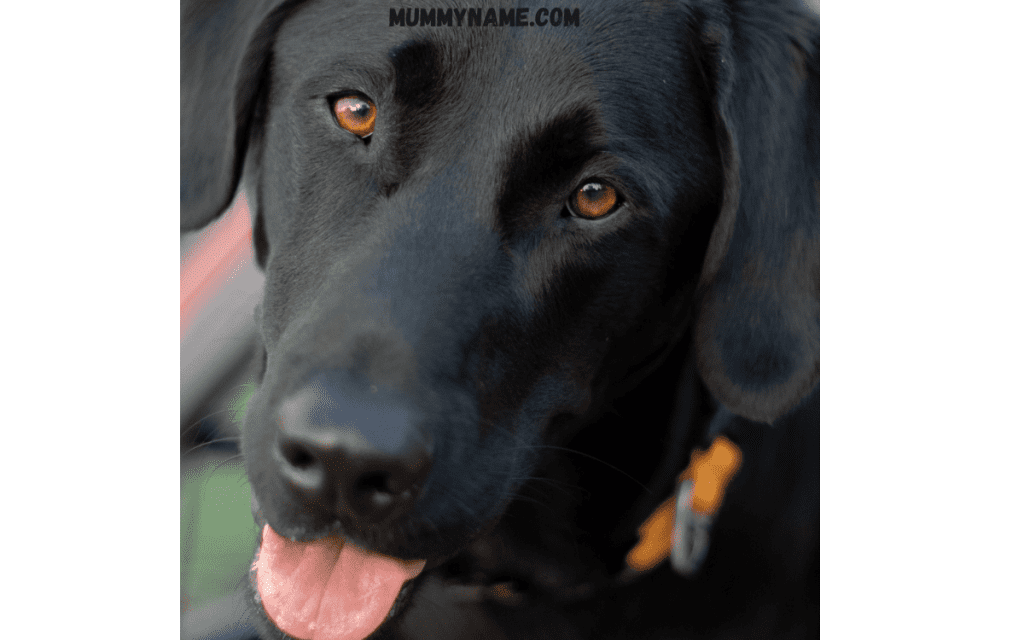 Harry Potter Dog Names for Black Dogs