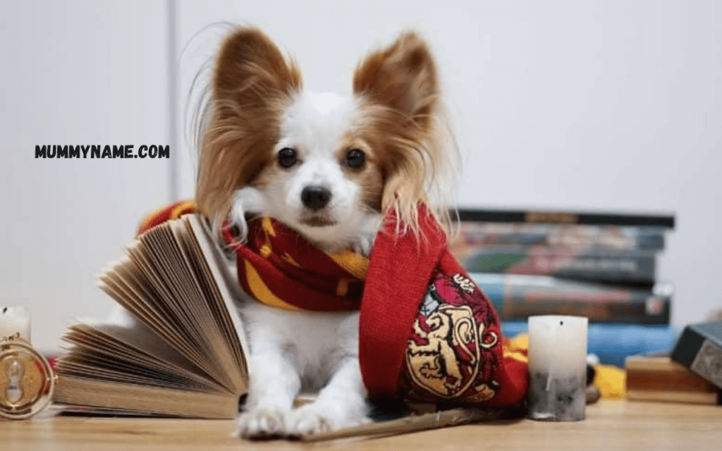 Harry Potter Dog Names for Boy Dogs 1