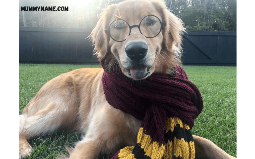 Harry Potter Dog Names for White Dogs 1