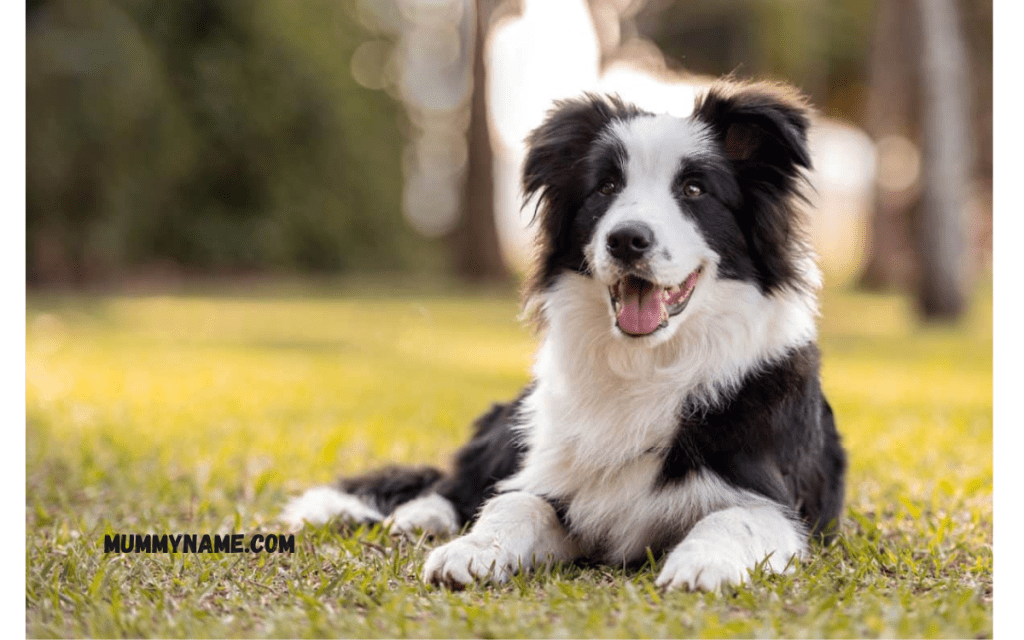 Most Popular Greek Dog Names 1