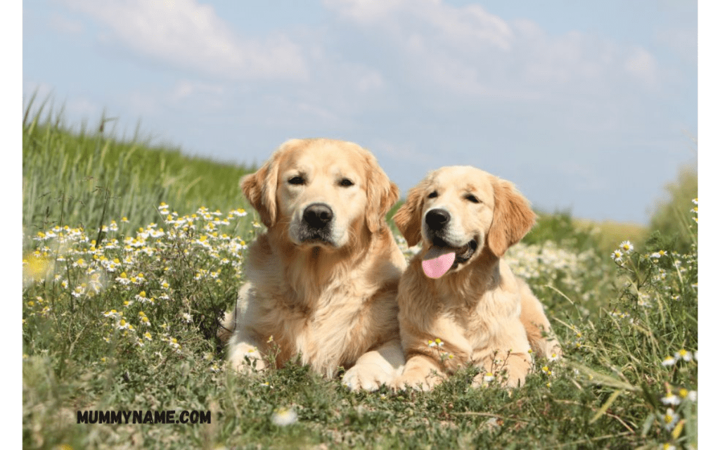 Popular Country Dog Names