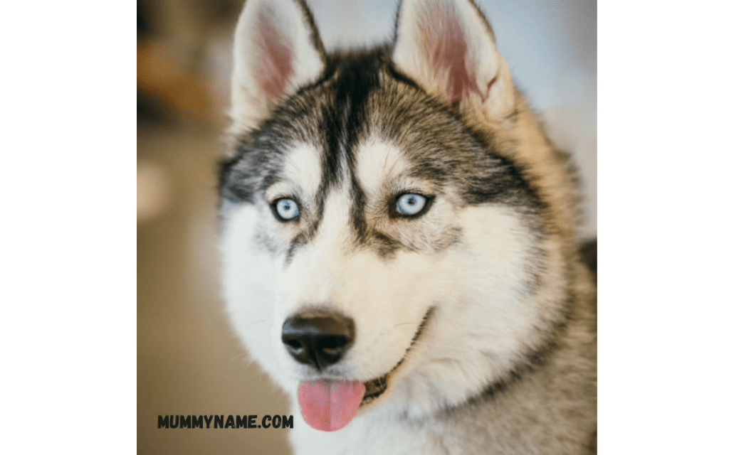 Popular Dog Names 1