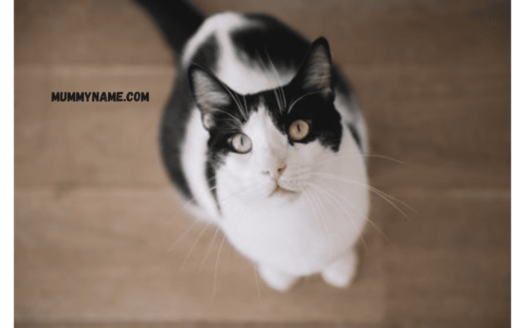 Popular Punny Cat Names 1