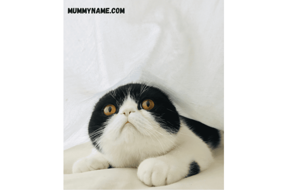 Popular Weird Cat Names 1