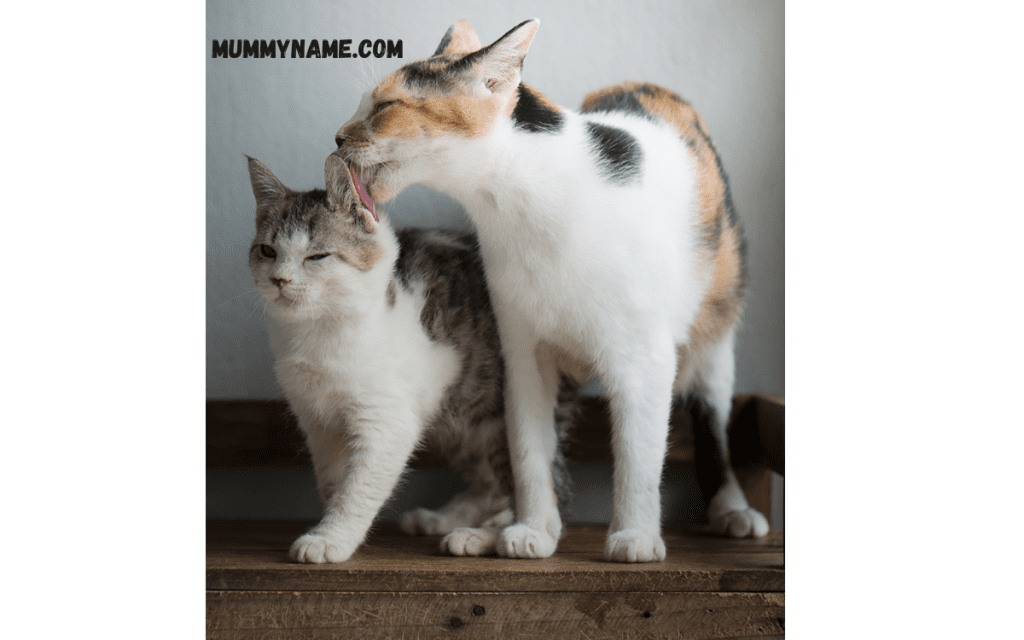 Top Calico Cat Names 1