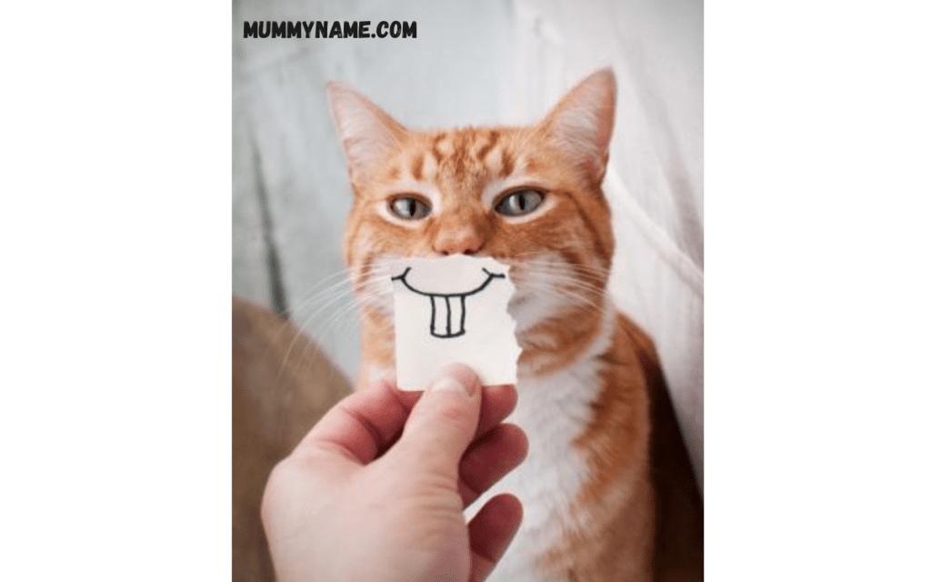 Trending Punny Cat Names