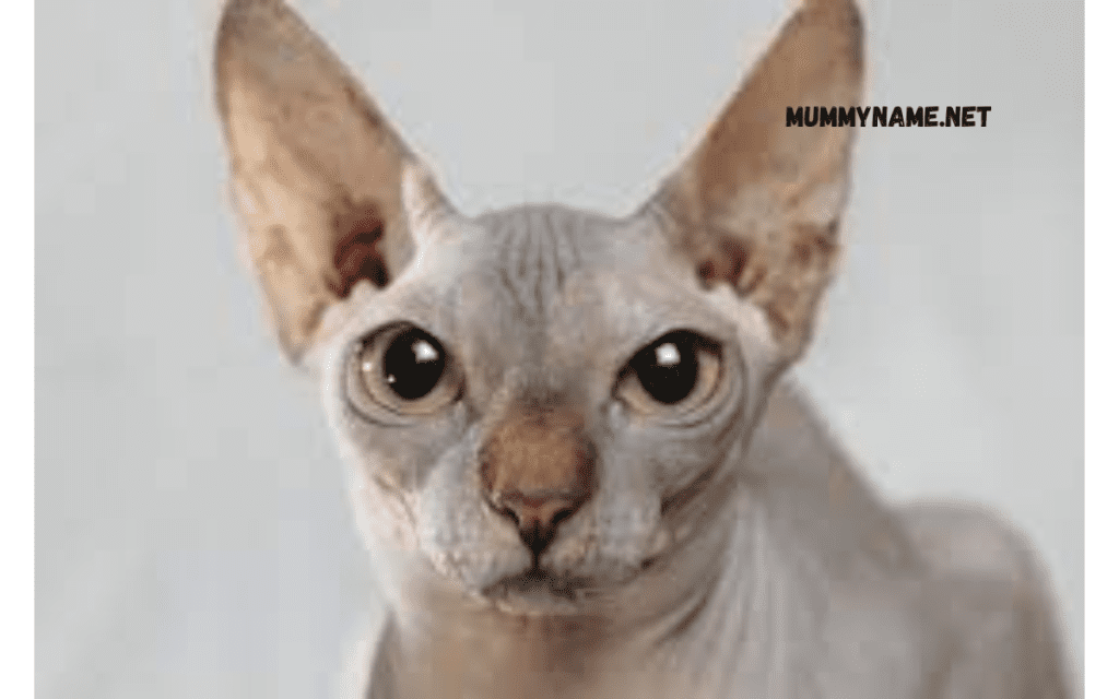 Best Female Hairless Cat Names 1