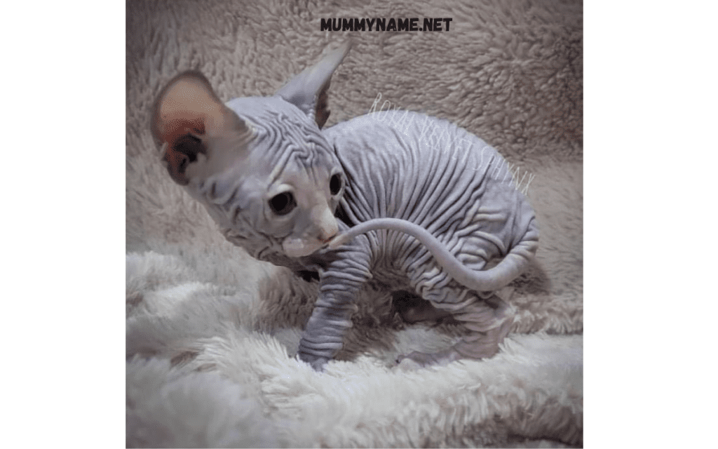 Best Male Hairless Cat Names 1