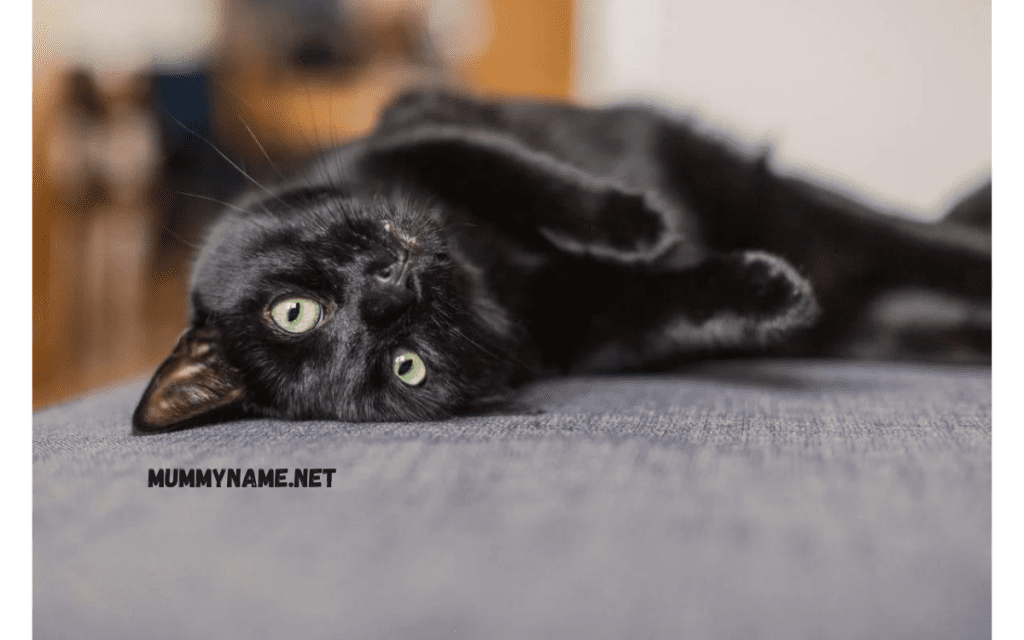 Black Spooky Cat Names 1