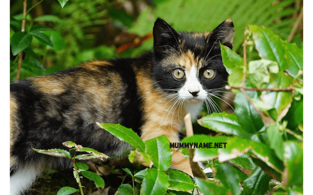 Classic Tortoiseshell Cat Names 1