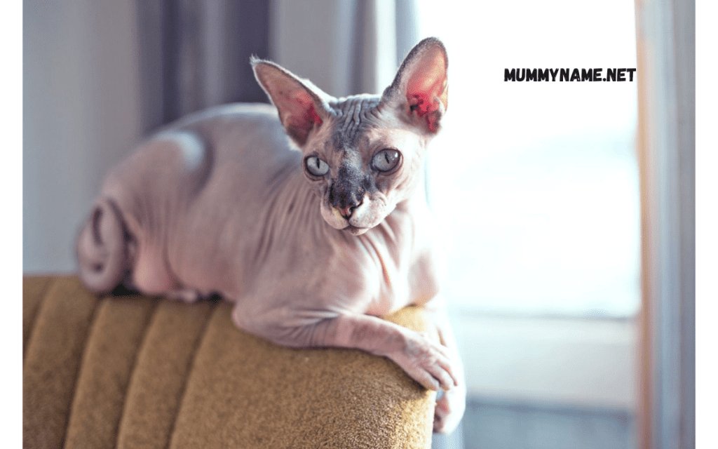 Cute Names for Hairless Cats 1