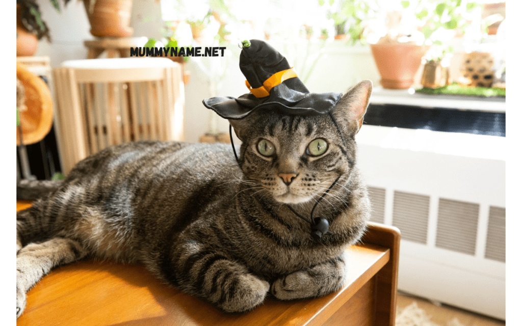 Famous Spooky Cat Names 1