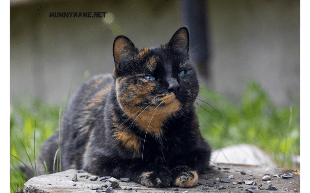 Famous Tortoiseshell Cat Names 1