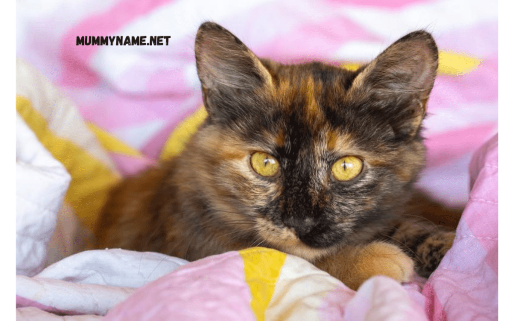 Funny Tortoiseshell Cat Names 1