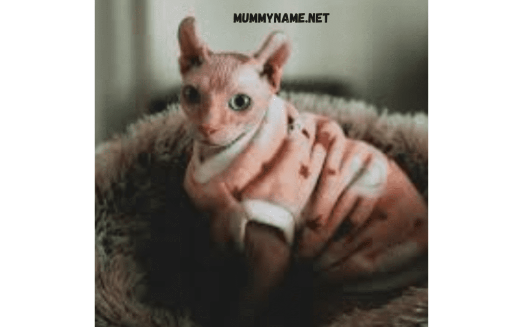 Ironic Hairless Cat Names 1