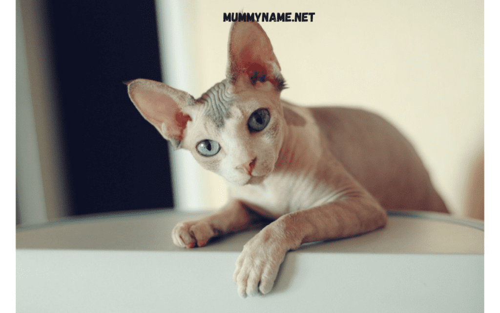 Top Hairless Cat Names 1