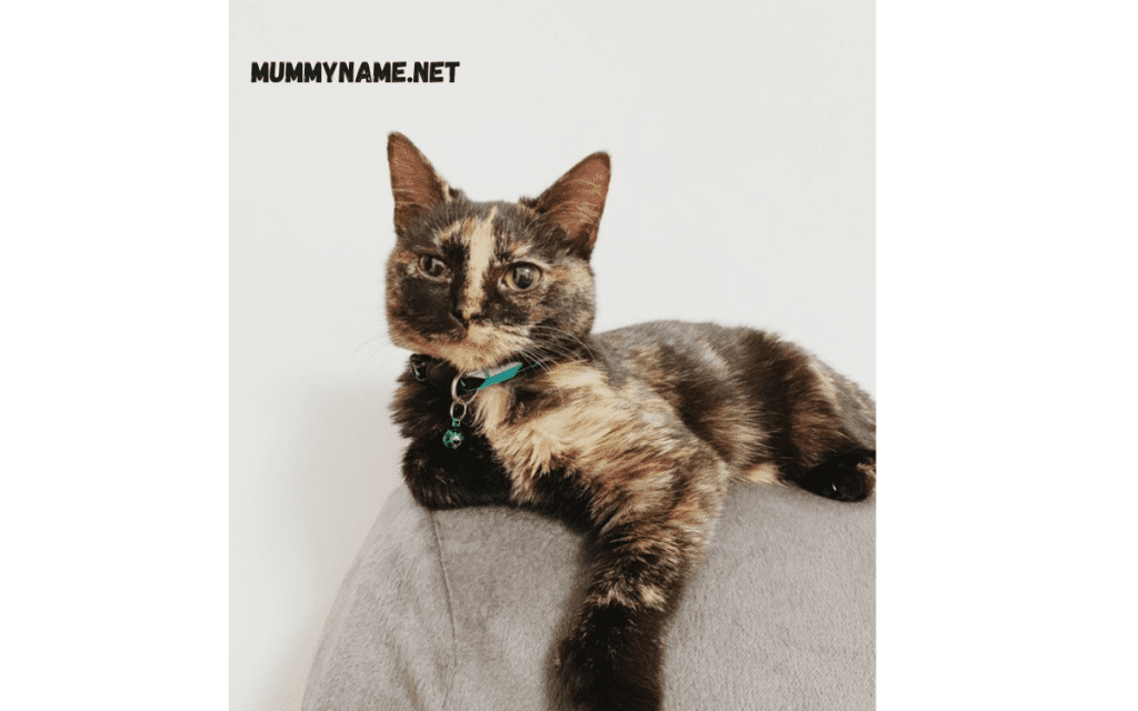 Top Tortoiseshell Cat Names 1